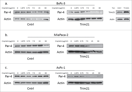 Figure 7. Cisplatin downregulates Par-4 in pancreatic cancer cells. Pancreatic cancer cell lines were either transfected with TRIM21 plasmid or control plasmid for 48 hrs, and then treated with increasing concentrations of cisplatin for 24 hrs. Cisplatin doses are in units of μg/ml. Western blots showing Par-4 expression are shown with actin as a loading control. Western blots validating TRIM21 overexpression are also included. (a) BxPc-3 (b) MiaPaca-2 (c) AsPc-1.