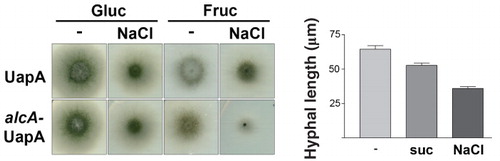 Figure 7. Hypertonic media elicit growth arrest of A. nidulans. (a) Growth tests of two isogenic strains expressing UapA-GFP from either its native promoter (used for Figure 1) or from the alcA promoter (used for all other Figures). 0.5 NaCl was used for hypertonic treatment and tests were carried out in MM with fructose (0.1%) or glucose (1%), as carbon sources. NaCl led to a reduction of both the diameter of colonies and conidiospore production. The reduction of growth was stronger in fructose media. (b) Reduction of hyphal length upon addition of either 0.8 M sucrose or 0.5 M NaCl for 4 h in the strain expressing alcAp-UapA-GFP grown in fructose media.