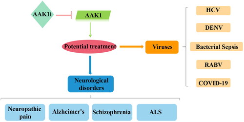 Figure 6. Relevance of AAK1 protein and therapies for human diseases. When AAK1 kinase is inhibited, it has a potential therapeutic effect, which is associated with neurological disorders and antiviral activity.