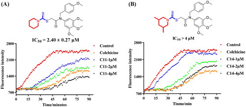 Figure 4. Tubulin polymerisation inhibitory activity of compound C11 (A) and compound C14 (B). The concentration of colchicine was 3.5 nM.