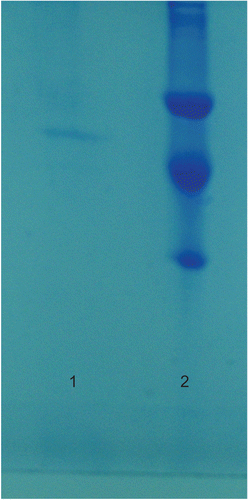 Figure 1.  SDS-PAGE photograph: Lane 1, purified enzyme from Sephadex G-200 gel filtration; Lane 2, standard proteins: Bovine carbonic anhydrase (29 kDa), chicken ovalbumin (45 kDa), bovine albumin (66 kDa).