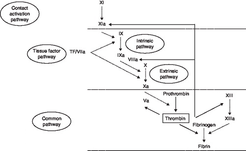 Figure 1. Multiple functions of thrombin in coagulation cascade and with platelets. The tissue factor pathway initiates coagulation, triggering the tissue factor/activated factor VIIa (TF/VIIa) complex, which activates factors IX and X. Activated factor IX (IXa) propagates coagulation by activating factor X with activated factor VIII (VIIIa). Furthermore, activated factor X (Xa) converts prothrombin to thrombin in cooperation with activated factor V (Va) as a cofactor. Thrombin also activates factors V, VIII, and XI. This positive feedback accelerates the production of thrombin, which plays a central role in a common pathway to promote fibrin formation. Platelet activation is mediated by PARs on platelets.