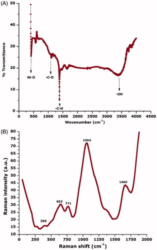 Figure 4. (A) Typical ATR-FTIR of NiO nanoparticles; (B) their Raman spectra.