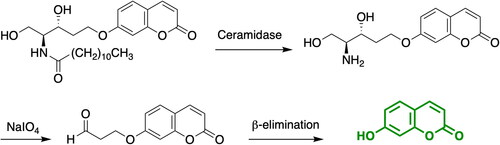 Scheme 1. Enzymochemical transformation of RBM14-C12 into fluorescent umbelliferone.