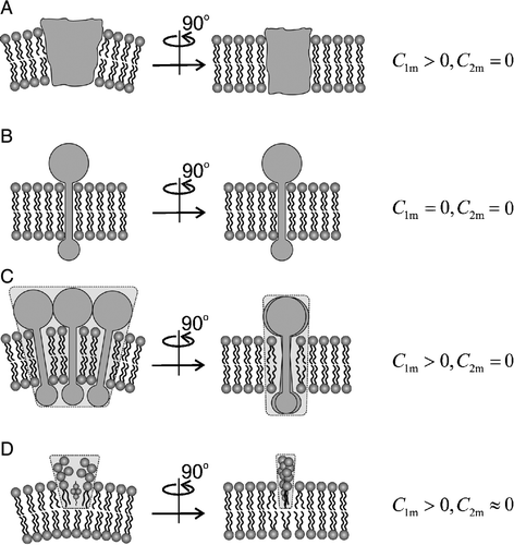 Figure 4.  Intrinsic shapes of membrane components. Schematic figure of different intrinsic shapes (characterized by two intrinsic curvatures C1m and C2m) of membrane components which may be single molecules (A,B) or small complexes of molecules (C,D). Shapes A, C and D are anisotropic, shape B is isotropic.
