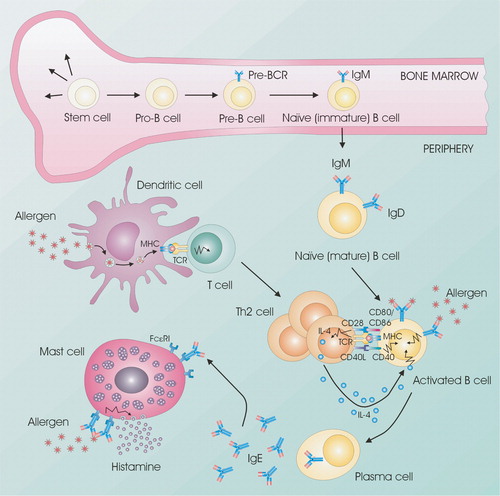 Figure 1 Cellular interactions are important in allergic reactions. B cells develop from stem cells in the bone marrow. Naïve B cells that exit the bone marrow will travel to the lymph nodes for activation. Allergens are taken up by antigen‐presenting cells (e.g. dendritic cells) and presented to T cells via MHC class II, which become activated and proliferate into Th2 cells. When B cells encounter their specific antigen, it is presented on the surface of the B cell via MHC class II. The subsequent stimulation of specific Th2 cells leads to the production of IL‐4 and the upregulation of expression of CD40L by T cells. CD40 stimulation of allergen‐specific B cells upregulates the expression of the costimulatory molecules CD80 and CD86, which allows for more efficient T cell expression of CD40L and enhanced stimulation of B cells through the induction of IL‐4. CD40‐mediated stimulation of B cells synergizes with IL‐4 receptor signals to enhance rearrangement of the IgE genomic locus and production of IgE antibodies. Allergen‐specific IgE binds to the high‐affinity receptor for IgE (FcϵRI) on mast cells. Allergen exposure induces cross‐linking of receptor‐bound IgE with subsequent mast cell degranulation and the release of proinflammatory molecules such as histamine. Notes: BCR: B‐cell receptor; FcϵRI: High affinity IgE receptor; MHC: Major histocompatibility complex; TCR: T‐cell receptor.