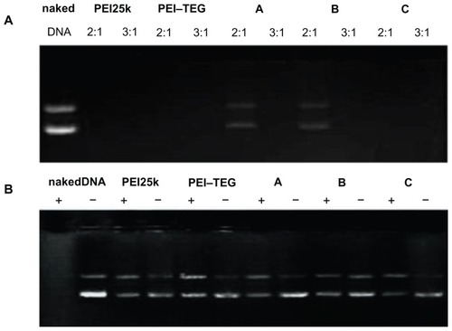 Figure 4 DNA retardation and DNase I protection assay. (A) DNA-binding abilities of all PEI derivates were examined by agarose gel electrophoresis, and the examining mass ratios of PEI:DNA were 2:1 and 3:1 respectively. (B) PEI/DNA complexes were prepared at a ratio of 3:1 (w/w) and tested for their abilities to protecting DNA against the DNase I degradation.Notes: +, samples treated with DNase I; –, samples treated with PBS.Abbreviations: PEI, polyethyleneimine; TEG, triethyleneglycol; PEI-TEG, polyethyleneimine and triethyleneglycol polymer; A, mannosylated PEI-TEG derivative A; B, mannosylated PEI-TEG derivative B; C, mannosylated PEI-TEG derivative C; PEI25k, polyethyleneimine with a molecular weight of 25 kD.