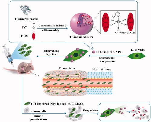 Scheme 1. hUC-MSCs-Tf-inspired-NPs transport process, consists of spontaneous incubation of Tf-inspired NPs and hUC-MSCs. After in vivo injection, loaded hUC-MSCs migrate to tumor cells and exhibit tumor specificity and then release their original form of complex or free DOX.