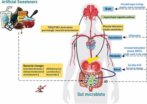Figure 1. Artificial sweeteners affect the gut microbiota and endocrine response. Artificial sweeteners from different dietary products can affect the microbial gut composition via activation of taste receptors linked to the modulation of, eating behavior, glucose tolerance and handling insulin sensitivity and inflammation. AS: artificial sweeteners; T1R2/T1R3: taste receptor type 1 member 2 and 3; HbA1C%: glycosylated hemoglobin.