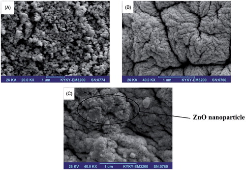 Figure 5. SEM images of pure ZnO nanoparticles (A), pure CMC hydrogel beads (B) and CMC/ZnO-PPN bionanocomposite beads (C). (Reprinted from Ref. [Citation60] Copyright 2016, with permission from Elsevier.)