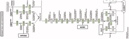 Figure 4. Cyp39a1, acox1 and baat enzymes in KEGG pathway: primary bile acid biosynthesis (http://www.genome.jp/kegg-bin/show_pathway?ko00120+K00489).