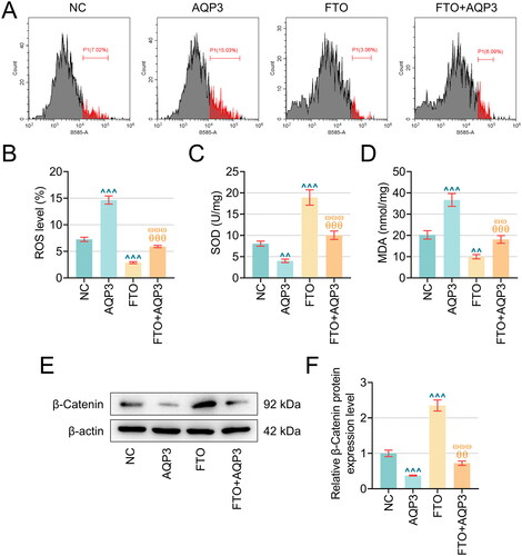Figure 5. AQP3 overexpression cancelled the effects of FTO overexpression in TNF-α-induced PTECs on PTECs damage and β-Catenin protein expression. (A–B) Flow cytometry (equipped with a DCFH-DA probe) was adopted to assess ROS generation in TNF-α-induced PTECs with FTO and/or AQP3 overexpression. (C–D) Relevant quantification on SOD and MDA contents in TNF-α-induced PTECs with intervention of FTO and/or AQP3 overexpression. (E) Representative protein bands displaying β-Catenin protein expressions in TNF-α-induced PTECs with intervention of FTO and/or AQP3 overexpression based on western blotting. (F) Quantified AQP3 protein expression in TNF-α-induced PTECs with FTO and/or AQP3 overexpression based on western blotting. β-actin was the housekeeping control. All experiments were performed in independent triplicates, and the data are expressed as mean ± standard deviation (n = 3). ^^p or θ θp or ω ωp < 0.01. ^^^p or θ θ θp or ω ω ωp < 0.001. ^ vs. NC; θ vs. AQP3; ω vs. FTO.