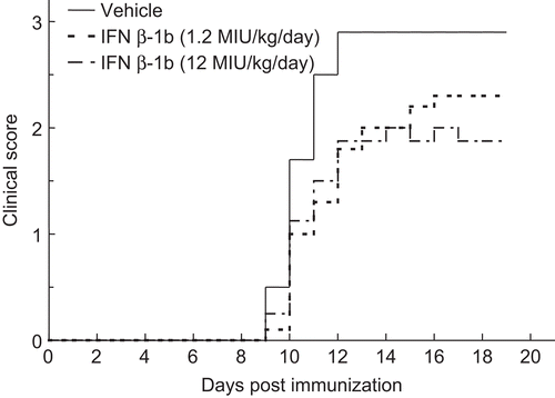 Figure 3.  Inhibitory effects of Betaferon on neurological deficits of guinea pigs that were immunized with porcine myelin basic protein (MBP). Vehicle (——) or GPA-Betaferon at 1.2 MIU/kg (- - -) or 12 MIU/kg (- — -) was administered subcutaneously daily for 20 days. The mean of the daily clinical scores for each group of 10 animals is shown. See Table 1 for the statistical analysis.