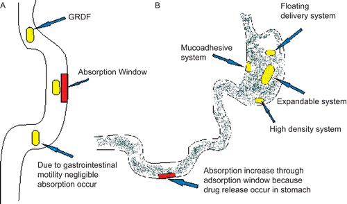 Figure 1.  Drug absorption in the case of conventional dosage forms (A) and principles of GRDF (B).
