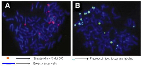 Fig. 4 Qualitative FISH detection of HER2 gene-amplified SK-BR3 breast cancer cells with (A) Streptavidin conjugated Qdot 605 and (B) fluorescein isothiocyanate (FITC), respectively. Reproduced from Valizadeh et al., 2012 (Citation83).