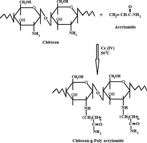 Figure 1. Possible grafting reaction mechanism of CS with AAm.