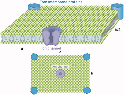 Figure 6. Schematics of a single section of the cell membrane that is excited by the ion channel to vibrate. This membrane section perpendicular to the incident wave behaves like a sheet a × b with supported edges. Such a vibratory structure can be excited to natural bending oscillations in the frequency range from hertz to kilohertz depending on the dimensions a, b and the stiffness of the membrane described by the Young’s modulus Y (see text). Excitable tiles with larger extensions can be composed of these sections with an increased number of exciting ion channels. The Eigen frequency declines with increasing dimensions a and b, given in µm.