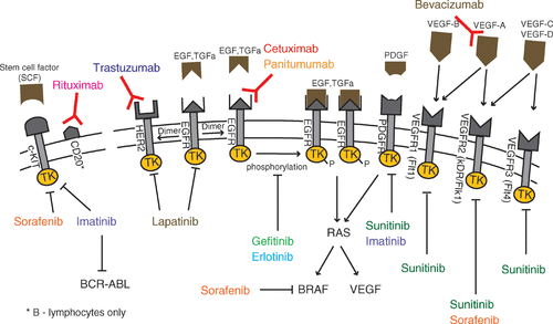 Figure 1. Mechanisms of action of selected antiangiogenic drugs that effect receptor tyrosine kinase pathways.