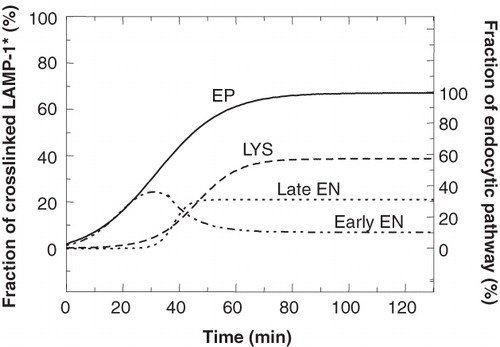 Figure 9. Comparison of the entry of 35S-LAMP-1 into individual compartments. The curves obtained for the experiments where 35S-LAMP-1 was crosslinked in the endocytic pathway (EP), lysosomes (LYS) and early endosomes (early EN) were used to calculate the curve for 35S-LAMP-1 entry into the late endosomes (late EN) by subtracting the sum of the early endosomal and lysosomal curves from that of the endocytic pathway. At steady state, the fraction of total 35S-LAMP-1 crosslinked in late endosomes was 21%. The ordinate at the right indicates the fraction of crosslinked LAMP-1 as a percentage of maximal crosslinking in the endocytic pathway, i.e., 32%. The congruence between the curves for early EN and the EP at early times (≤25 min) indicated that all LAMP entered via early EN.