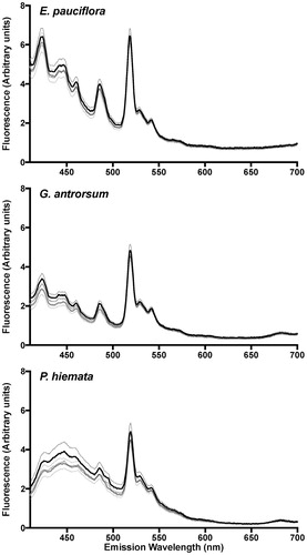 FIGURE 4. Mean fluorescence emission spectra for E. pauciflora, G. antrorsum, and P. hiemata. Excitation wavelength was 380 nm. Black lines represent the full sunlight treatment; gray lines the UV exclusion treatment. Values represent means ± SEM (dashed lines) for n = 9.