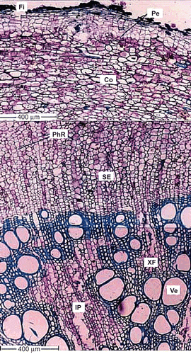 Figure 2.  Transverse section of thick taproot. Fi, fissure; Pe, periderm; Co, cortex; PhR, phloem ray; SE, sieve element; XF, xylem fibers; Ve, Vessel; IP, included phloem.