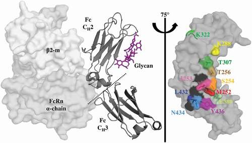 Figure 1. Key Residues at the Fc-FcRn Interface. Crystal structure (pdb: 4n0u) showing one Fc monomer and its glycosylation (dark gray ribbon), in complex with the α-domain (gray) and β2-m (light gray) hFcRn subunits. FcRn interacts with the Fc region at the CH2-CH3 interface with a pH-dependent affinity as a result of key surface histidine residues (black). The glycosylation of the CH2 domain is not required for FcRn binding. A saturation library of key residues was created at the Fc-FcRn interface and each position investigated in this study is shown as sticks and uniquely colored.