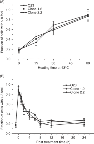 Figure 7. Comparison of the heat-induced γ-H2AX response in wild type O23 cells and two heat resistant cell lines derived from them that overexpress human hsp 27. (A) Control O23 cells (▪) and heat resistant clones 1.2 (•) and 2.2 (▴) were all heated at 43°C for various lengths of time and the fraction of γ-H2AX foci positive cells was determined. (B) Control O23 cells (▪) and clones 1.2 (•) and 2.2 (▴) were heated at 43°C for 60 min and the fraction of cells positive for γ-H2AX foci was determined at various times post treatment.