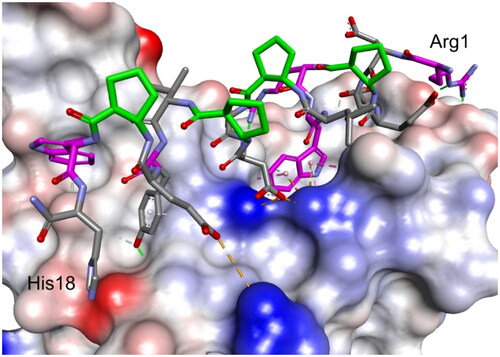Figure 8. Modelled complex of peptide 27 with the RBD of the S protein. Peptide 27 is shown in stick representation; trans-ACPC residues’ carbon atoms are coloured green, mutated residues’ carbon atoms are coloured pink. The surface of the RBD is coloured according to interpolated charge: blue – positive, grey – neutral, red – negative. Key intermolecular interactions are shown as dashed lines: green – hydrogen bonds, orange – charge assisted hydrogen bonds, pink – hydrophobic interactions, white – hydrogen bond donor/π interactions.