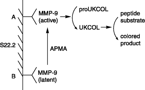 Figure 3 Schematic representation of the setup of the MMP-9 immunocapture activity assay.