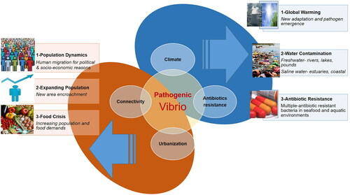 Figure 3. Schematic representation of the key challenges associated with vibriosis. Vibriosis caused by Vibrio increases due to human urbanization and increasing connectivity. Climate changes and multiple-antibiotic-resistant bacteria in seafood and aquatic environments burden humans and aquaculture production.
