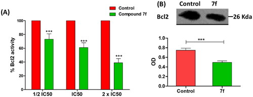 Figure 7. (A) The compound 7f decreases the level of Bacl2 in breast cancer cell line MCF-7. (A) ELISA assay of Bcl2 level, the data are presented as percentage change from untreated control. (B) Western blot gel of Bcl2 and quantification of the intensities of the bands in western blot.