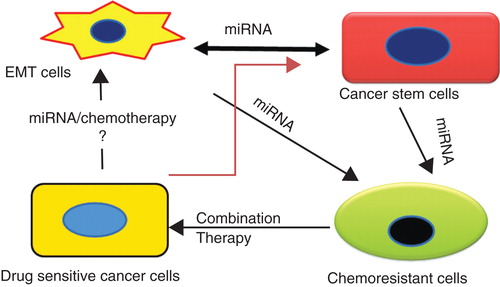 Figure 1. Interrelationship between EMT, cancer stem cells, miRNA and chemoresistance. Significant interrelationship exists between chemoresistance, epithelial to mesenchymal transition and metastasis, which adversely impacts treatment outcomes. Chemoresistance, a key feature of CSCs and cells undergoing EMT, is regulated by the dysregulation of miRNAs. Our proposed combination therapy with PTX and CYA simultaneously targets CSCs and bulk cancer cells, reverses EMT and restores expression of miRNAs altered during generation of chemoresistance and is a viable strategy for treating drug-resistant prostate cancer.
