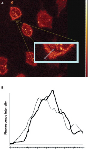 Figure 4. Human osteoblasts labelled with FPE and imaged using a Leica SP2 Confocal Laser Scanning Microscope. Fluorescence can be clearly identified at the cell membrane. The region of interest for analysis is identified by the arrow across the cell membrane (A). Intensity profiles were generated by measuring the fluorescence intensity across the ROI before (black) and after (grey) the addition of sodium metasilicate (B). This Figure is reproduced in colour in the online version of Molecular Membrane Biology.