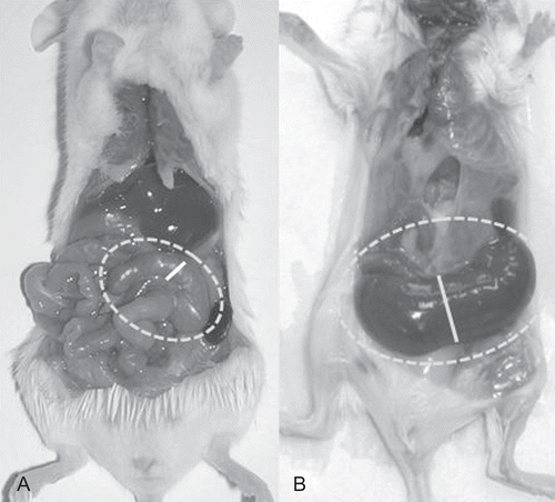 Figure 2.  Conventional and germ-free (GF) reared mice. (A) Conventionally reared mouse (CV); (B) GF reared mouse. The cecum of both mice is framed by the interrupted line; the continuous line indicates the diameter of the cecum in its middle part. Differences in dimension are clearly evident. The GF animal has a very large and smooth cecum; its dark color is due to visibility of fecal content through a very transparent wall, and also due to a biliary acid metabolism that differs from that in conventional mice. In addition, the small bowel appears larger than in the CV animal control.