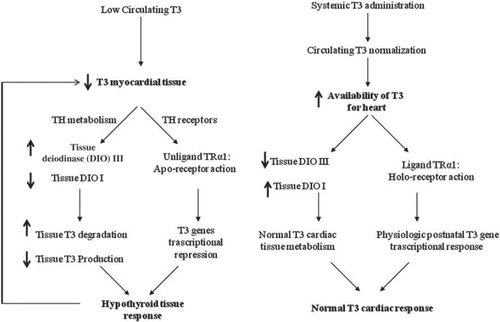 Figure 1. The vicious cycle induced by low T3 circulating levels leads to further reduction in T3 cardiac tissue availability as shown on the left side. The potential effects of systemic T3 replacement therapy on cardiac T3 metabolism and TR receptors in AMI are shown on the right.