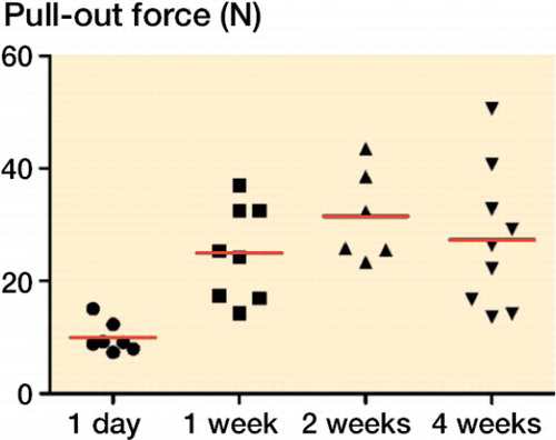 Figure 4. Pull-out force for metaphyseal screws. The force increased gradually during the first 2 weeks. From 2 to 4 weeks, there was no clear change.
