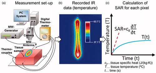 Figure 1. Set-up for experimental measurement of SAR. (a) Tissue sample is heated with MW antenna and temperature is recorded with infrared (IR) camera data and thermocouples. (b) Transient temperature data is analysed for each pixel and (c) SAR is calculated. Thermocouples are used to calibrate IR camera data temperature.
