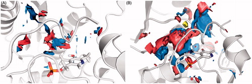 Figure 6. Surface representation of the binding site features map: in blue are reported the Hbond donor areas, in red the Hbond acceptor areas and in yellow the hydrophobic areas. (A) 3L6B crystal structure (closed enzyme conformation). (B) Human model built on the rat 3HMK crystal structure (open enzyme conformation).