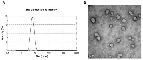 Figure 6 (A) Size and size distribution of the optimal NIM-EPC-SGC-MMs; (B) transmission electron micrograph of NIM-EPC-SGC-MMs (scale bar = 50 nm).Abbreviation: NIM-EPC-SGC-MMs, nimodipine-egg phosphatidylcholine-sodium glycocholate-mixed micelles.