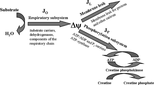 Figure 1. Division of the oxidative phosphorylation system to three subsystems connected by the membrane potential Δψ. JO, flux through the respiratory subsystem; JL, flux through the membrane leak subsystem; JP, flux through the phosphorylation subsystem.