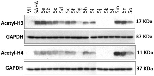Figure 3. Effect of the compounds synthesized on histone acetylation in SW620 cells. Cells were treated with compounds (10 µM) for 24 h. Levels of acetylated histone-H3 and -H4 in total cell lysates were determined by Western immunoblot analysis. VH denotes vehicle treatment (blank control). SAHA (suberoylanilide hydroxamic acid) is a positive control.