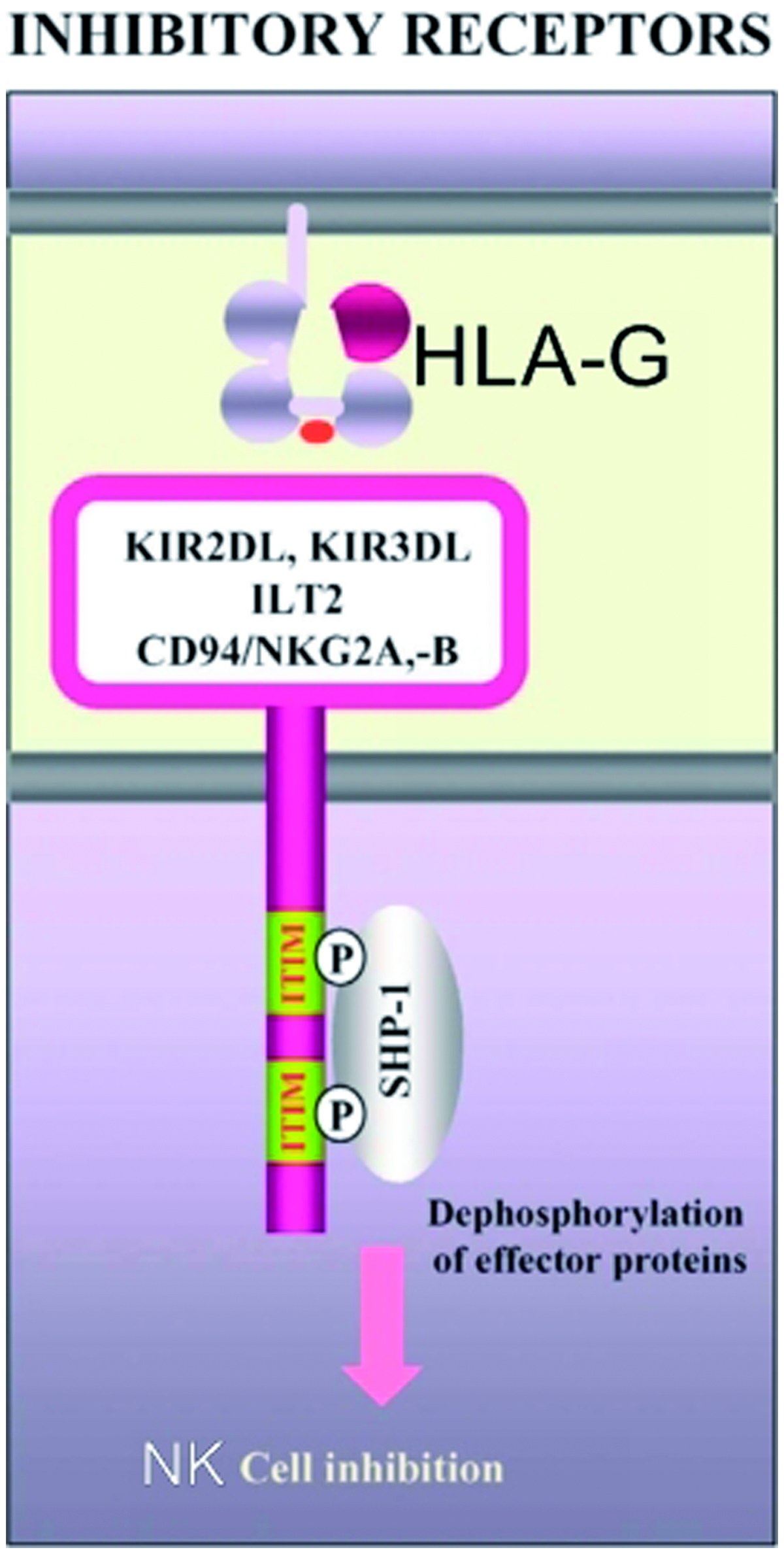 Figure 2. Inhibitory receptors associated with HLA-G. Schematic illustrates how ILT2 and KIR2DL4/HLA-G interactions can lead to inhibition of NK-cell functions.