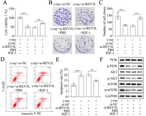 Figure 5. REV3L affects the radiosensitivity via the PI3K/AKT/mTOR pathway. (A) Cell viability of si-REV3L transfected cells treated with IGF-1. (B,C) Cell survival was measured after transfection and IGF-1 treatment. (D,E) Cell apoptosis of transfected cells after IGF-1 treatment. (F) the protein levels of PI3K, p-PI3K, AKT, p-AKT, mTOR, and p-mTOR. n = 3 in all experiments. The comparisons were analyzed using one-way ANOVA. ***p < 0.001. **p < 0.01.