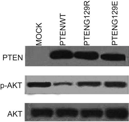 Figure 1.  Western blot analysis of stably transfected PC14 cells. Figure represent the stable expression of Mock, PTENwt, PTENG129E and PTENG129R and the effect of these expressions on AKT activity in NSCLC PC14 cell lines.