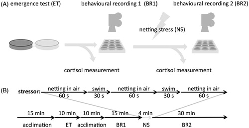 Figure 1. Experimental protocol and time line. (A) After splitting individuals in early and late emergers using an emergence test, baseline data were collected for both locomotion activity (behavioral recording in a twelve-well plate) and whole-body cortisol levels. Then, a netting stress paradigm was applied, and locomotion activity and cortisol levels over time were measured after the stress event. (B) Time line of the experiment with durations of the different procedures indicated.