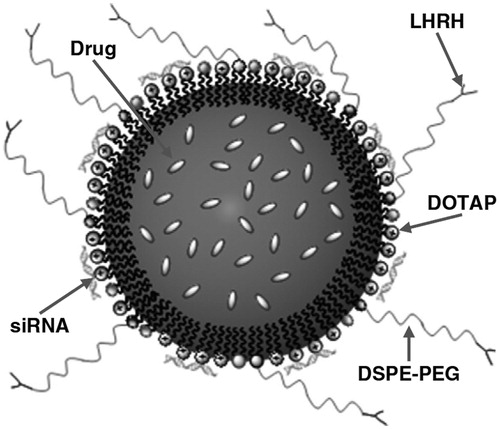 Figure 3. Nanostructured lipid carrier platform able to provide pulmonary co-delivery of an anticancer drug, siRNA and targeting of cancer cells with a peptide. Reproduced from Taratula et al. (Citation2013) with permission.