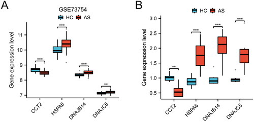Figure 4. Differential expression of candidate genes between HC and AS. Boxplot representation of gene expression levels for CCT2, HSPA6, DNAJB14, and DNAJC5 in GSE73754 dataset (A) and clinical samples (B), comparing HC and AS (**p < 0.01, ***p < 0.001).