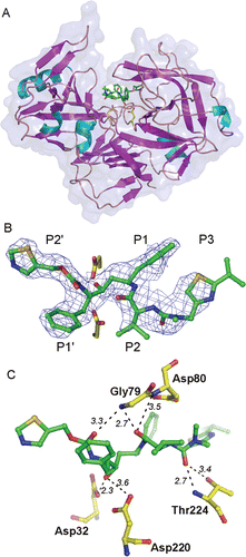 Figure 1.  (A) Overall three dimensional structure and secondary structure elements of Sapp1p complexed to RTV. The protein in the ribbon representation is colored by secondary structure, the RTV molecule is represented by sticks. the transparent protein solvent accessible surface area is also shown. (B) The 2Fo-Fc electron density map for RTV is contoured at 0.8σ. The carbon atoms of RTV are shown in green, oxygen, nitrogen and sulfur atoms are colored red, blue and golden, respectively. Two catalytic aspartates are depicted with carbon atoms colored yellow. (C) The detail of the RTV interaction with residues in the Sapp1p active site. Hydrogen bonds are shown as dashed lines; the number represents distance between hydrogen bond donor and acceptor in Å.