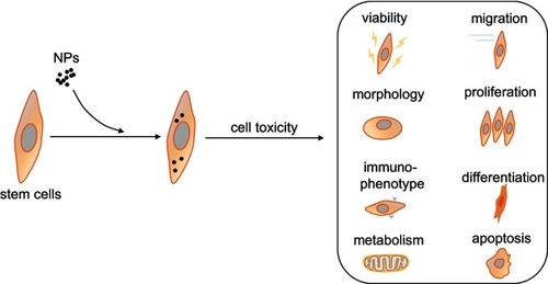 Figure 2 The toxic effects of NPs on cell viability, morphology, immunophenotype, metabolism, migration, proliferation, differentiation, and apoptosis of stem cells.Abbreviation: NPs, nanoparticles.