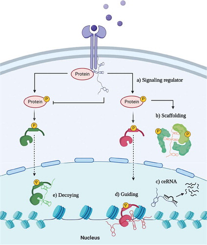 Figure 1. Schematic overview of lncRNAs’ mechanisms of action. LncRNA can a) promote or disrupt signal transduction by interacting with proteins, b) serve as a scaffold to proteins, c) act as competing endogenous RNAs (ceRNA) and bind miRNAs, d) guide or e) decoy transcription factors